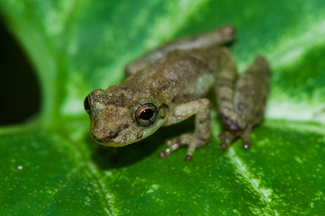 Small brazilian frog in Cananéia (South Coast of the State of São Paulo) - Brazil