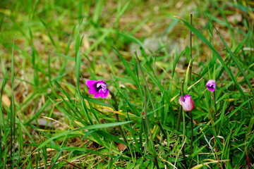 Delicate and tiny pink spring flowers buds on the lawn in the forest