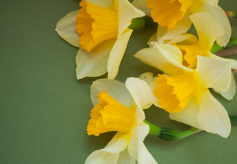 Greeting card with yellow daffodils on a green background. Greeting card for mother's day.