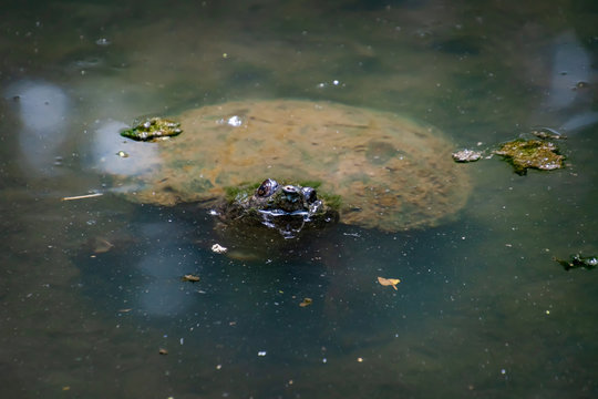 Common Snapping Turtle Swimming Under Pond Water In Park In Rome Georgia.