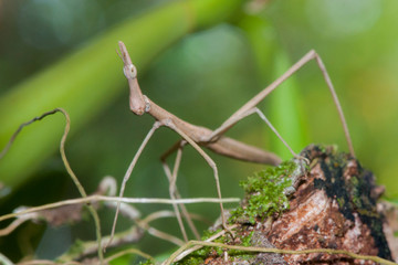 False stick bug (Proscopiidae) hidden in vegetation