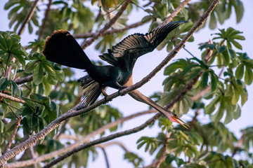 Anhinga photographed in Corumba, Mato Grosso do Sul. Pantanal Biome. Picture made in 2017.