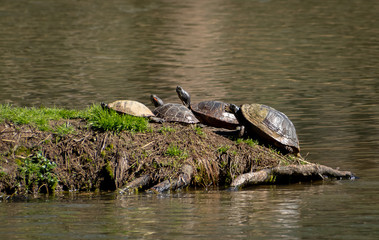 Fototapeta premium Turtles sunning at Garden Lake in Rome Georgia.
