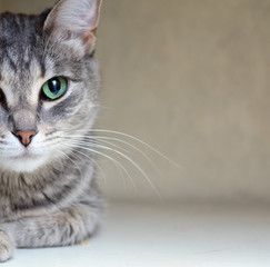 A cat peeks out between the cabinet doors. Half the face is visible. Eyes close up. Black background. concept- curiosity, hide, pet