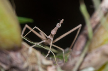 False stick bug (Proscopiidae) hidden in vegetation © Leandro