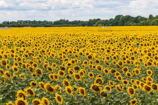 A huge field with bright blooming yellow sunflowers. Autumn harvest, abundance, natural products. Summer.