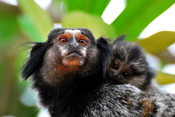 Little marmoset (primate) with her cub watching the photographer