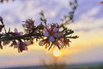 Almond flower - Latin name - Prunus dulcis -syn. Prunus amygdalus. Almond tree flowers and spring blossoms during sunset.