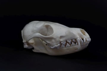 Skull of a red fox, Vulpes vulpes