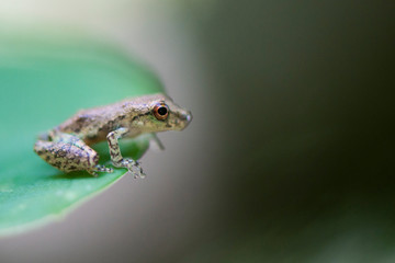 Small brazilian frog in Cananéia (South Coast of the State of São Paulo) - Brazil