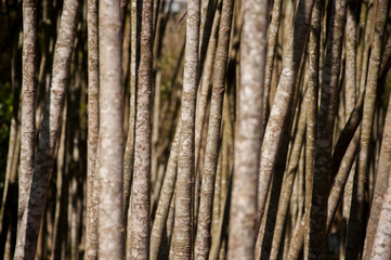 Multiple vertical logs in a forest