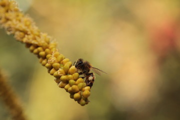 Bee nature