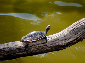 Obraz premium Turtles sunning at Garden Lake in Rome Georgia.