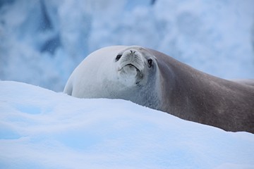 Fototapeta premium Crabeater ( Krill-eater ) Seal , Antarctica 