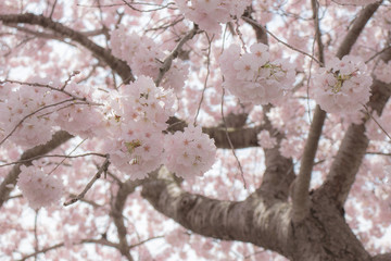 Spring blooms in Washington DC during National Cherry Blossom Festival