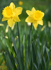Aus dem Grün herausragende gelbe Osterglocken