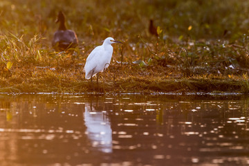 Snowy Egret photographed in Corumba, Mato Grosso do Sul. Pantanal Biome. Picture made in 2017.