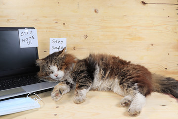 Home office, cat and medical masks, computer. Protection against coronavirus Covid 19, the concept of stay home, Hygiene, protection against epidemics, colds, viral infections