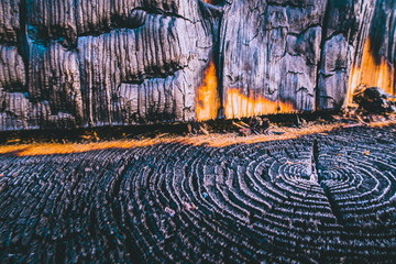 The charred stump of tree felled - section of the trunk with annual rings. Slice burnt wood.	