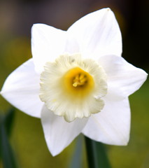 Fototapeta premium Weiße Blüte einer Narzisse