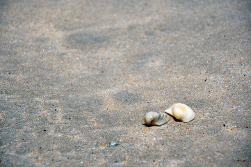Bivalve mollusk shell at Ubatumirim Beach - Ubatuba (SP) - Brazil