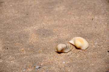 Bivalve mollusk shell at Ubatumirim Beach - Ubatuba (SP) - Brazil