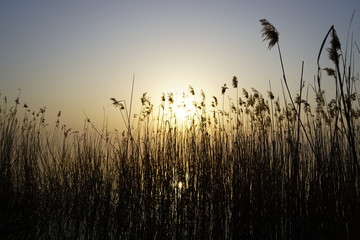 River reeds in the rays of the evening sun.