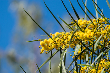 Blossoming of mimosa tree (Acacia pycnantha,  golden wattle) close up in spring, bright yellow flowers, coojong, golden wreath wattle, orange wattle, blue-leafed wattle, acacia saligna
