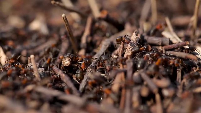 Lots of ants. Colony close up. Insect ant in the wild. Macro life. Organization, going.