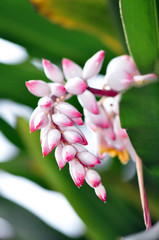 Details of the delicacy of flowers in the urban landscaping garden