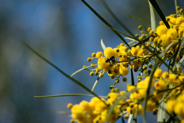 Blossoming of mimosa tree (Acacia pycnantha,  golden wattle) close up in spring, bright yellow flowers, coojong, golden wreath wattle, orange wattle, blue-leafed wattle, acacia saligna