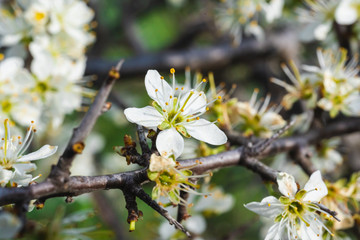 Prunus Spinosa white floers