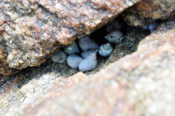 Gastropod mollusk in cracks during low tide