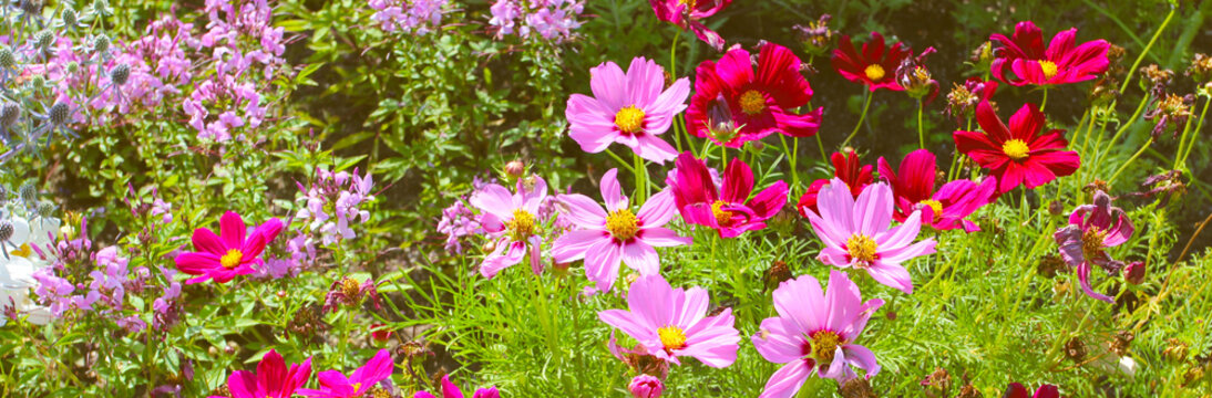 Beauriful summer flowers in the botanical garden. Natural background at summer.