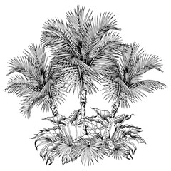 Black and white coconut palm trees and tropical leaves.