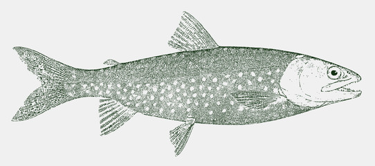 Lake trout, salvelinus namaycush, a freshwater char from lakes in North America in side view