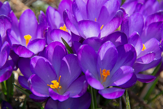 violet saffron under the spring sun