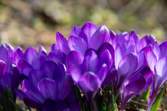 violet saffron under the spring sun