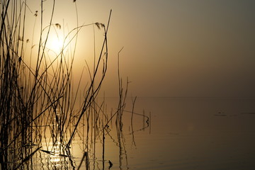 Obraz premium River reeds in the rays of the evening sun.