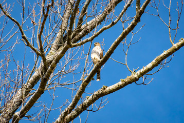 Coopers Hawk sitting in tree tops in wildlife sanctuary in Rome Georgia.