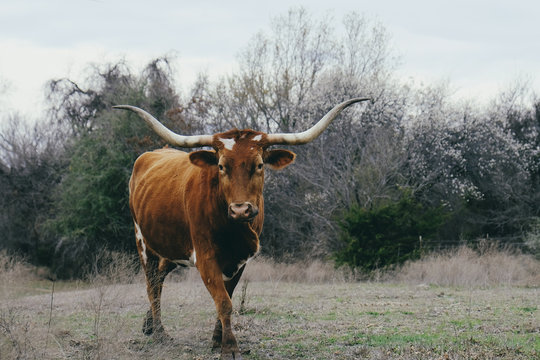 Texas longhorn cow lifestyle farm animal image in pasture.