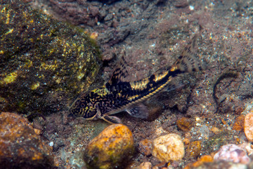 Siluriform fish on a riverbed in Ubatuba (SP) Brazil 