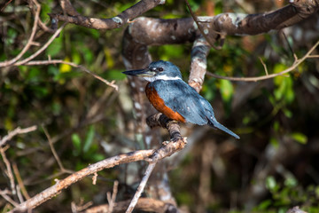 Amazon Kingfisher photographed in Corumba, Mato Grosso do Sul. Pantanal Biome. Picture made in 2017.