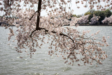 Spring blooms in Washington DC during National Cherry Blossom Festival