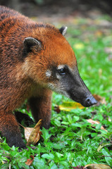 Coati at Ilha Anchieta State Park - Ubatuba (SP) Brazil