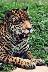Large Jaguar, resting on the grass