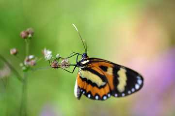 Fototapeta premium Butterfly feeding on garden flowers