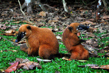 Coati at Ilha Anchieta State Park - Ubatuba (SP) Brazil