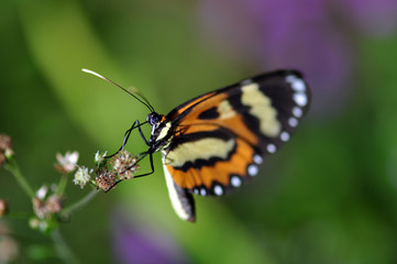 Fototapeta na wymiar Butterfly feeding on garden flowers
