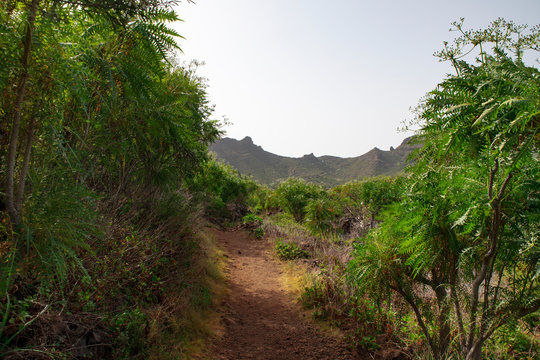 Lush endemic flora through the vast rocky landscape near Santiago del Teide town, on the ascending path to Arguayo village, following the popular almond blossom trail, Tenerife, Canary Islands, Spain